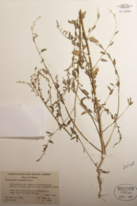 Herbarium sheet of 